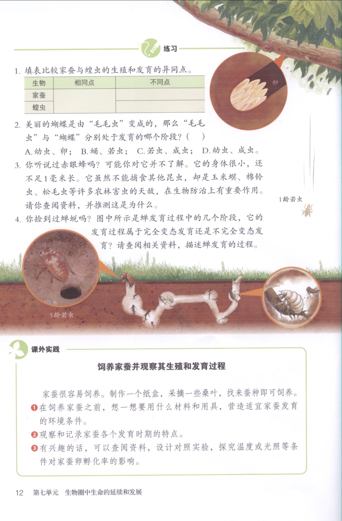 第二节 昆虫的生殖和发育(第10页)