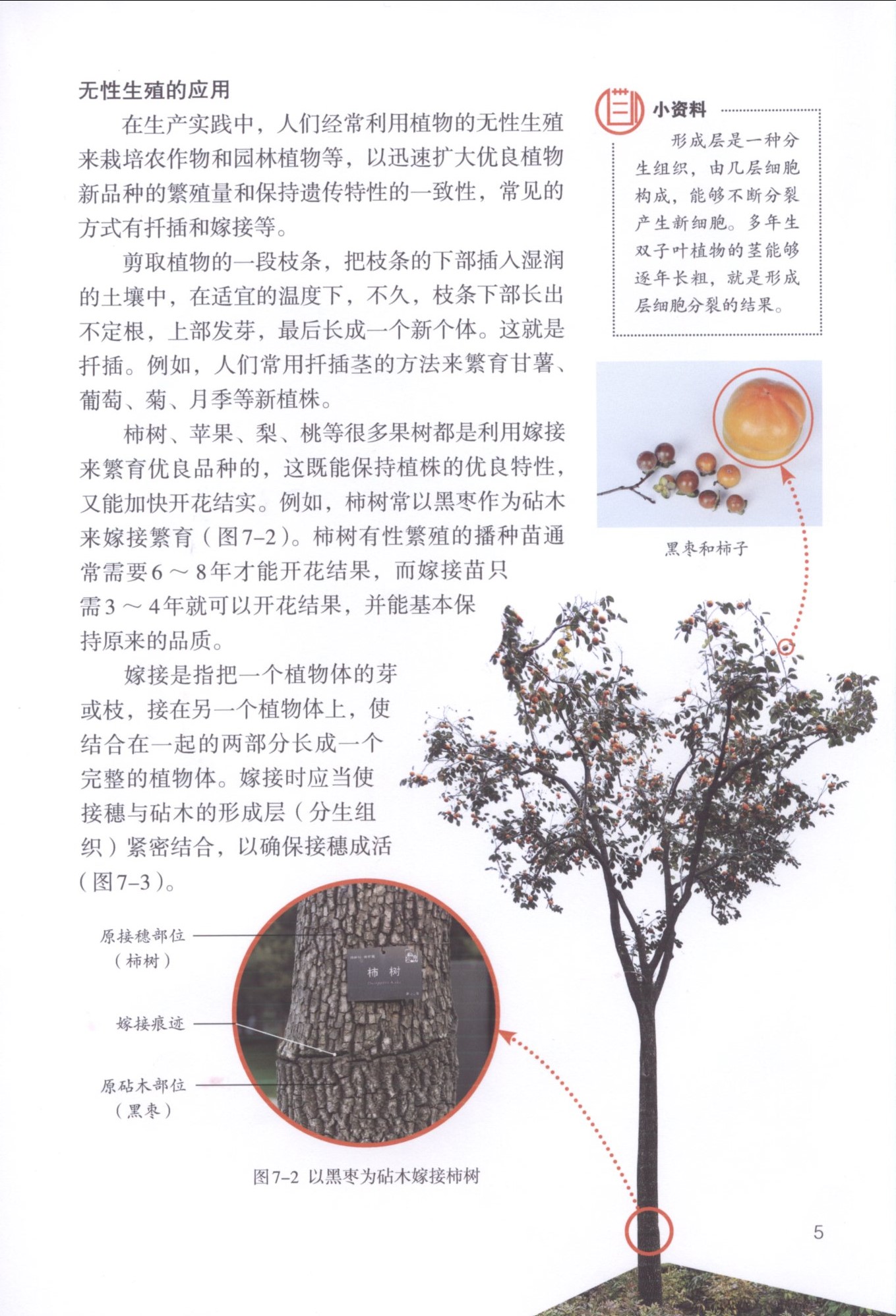 第一节 植物的生殖(第5页)