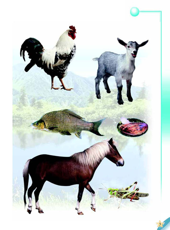 1 我们身边的动物(第3页)