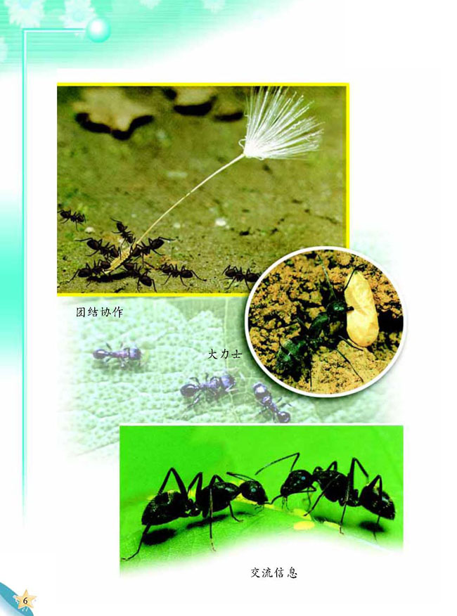 2 蚂蚁王国(第6页)