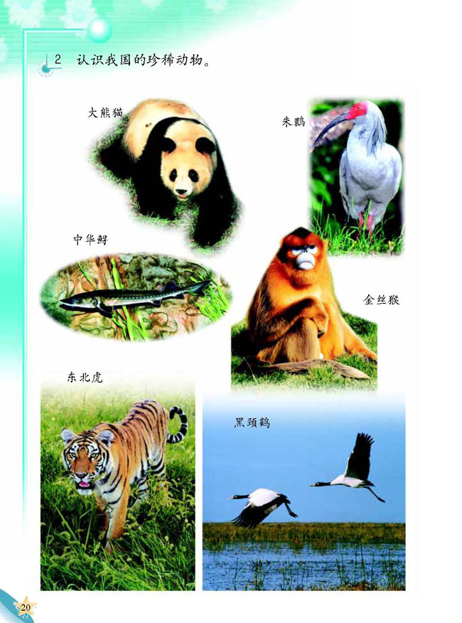 5 爱护动物(第20页)