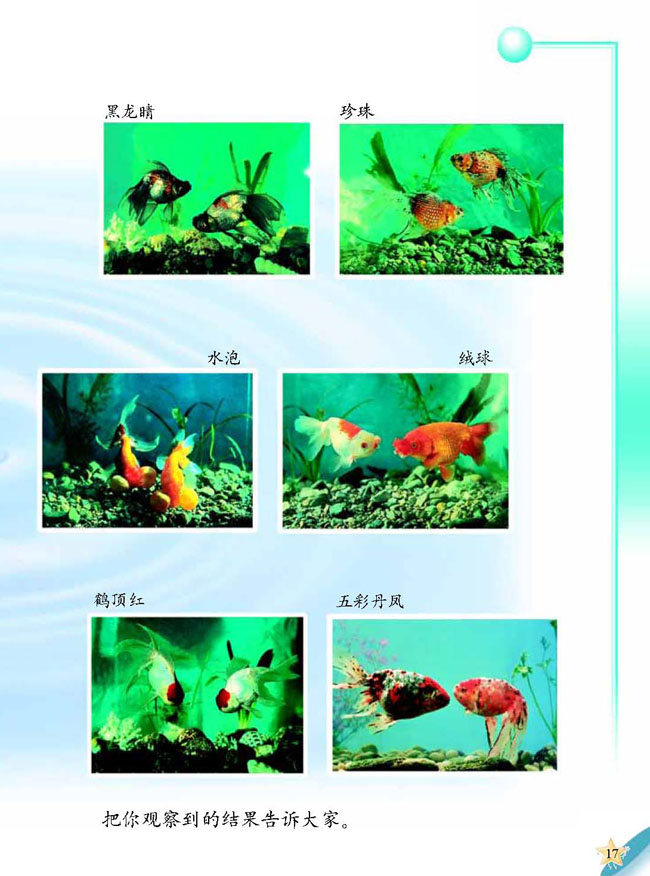 4 金鱼(第17页)