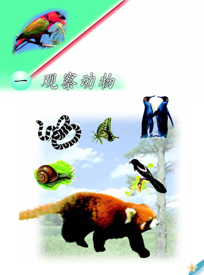 一 观察动物(第1页)