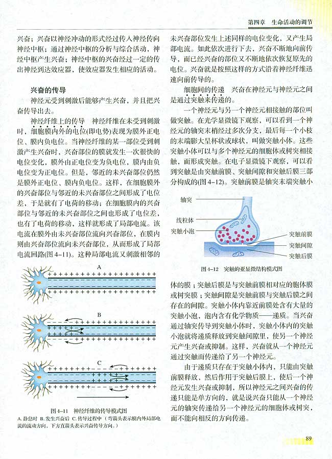 二 神经调节(第89页)