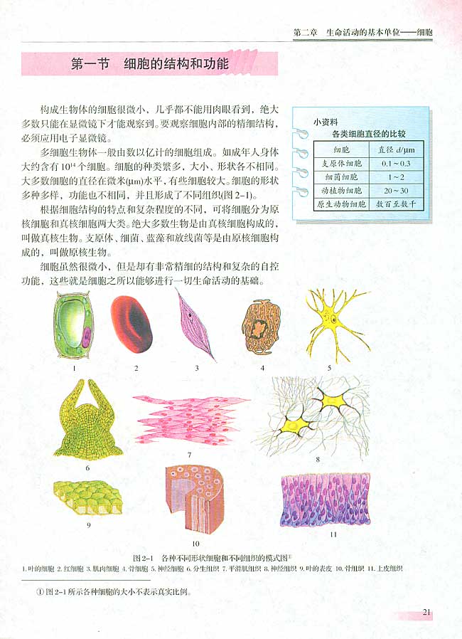 第一节 细胞的结构和功能(第20页)