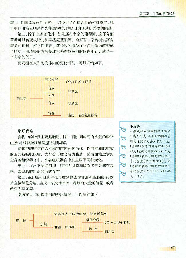 第六节 人和动物体内三大营养物质的代谢(第67页)