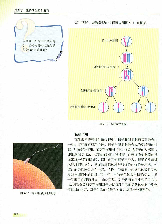 二 减数分裂和有性生殖细胞的形成(第106页)