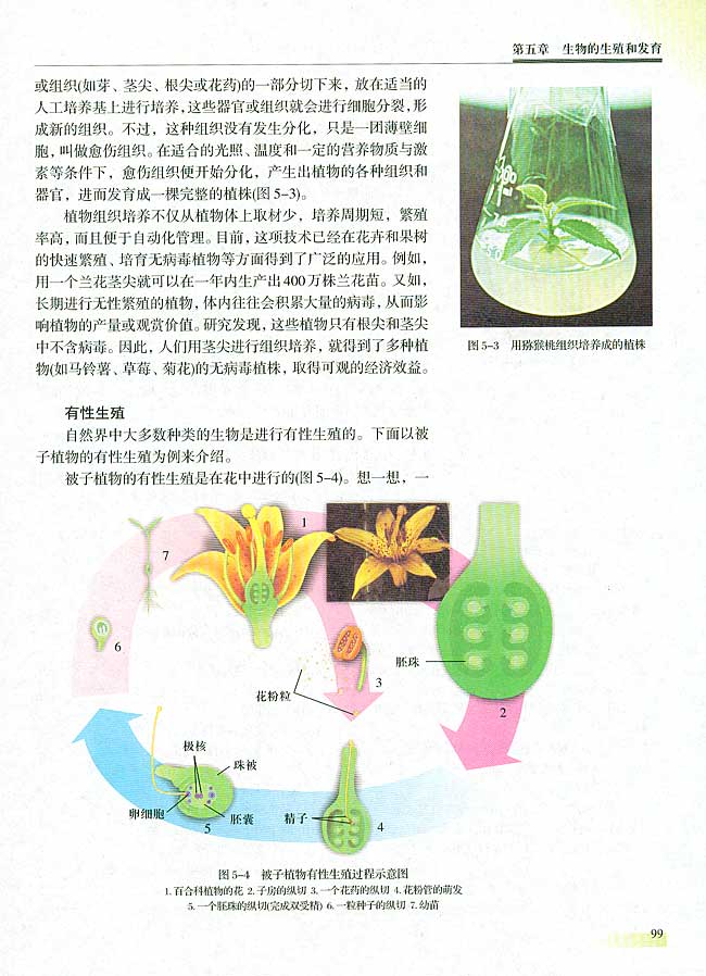 第一节 生物的生殖  一 生殖的类型(第99页)