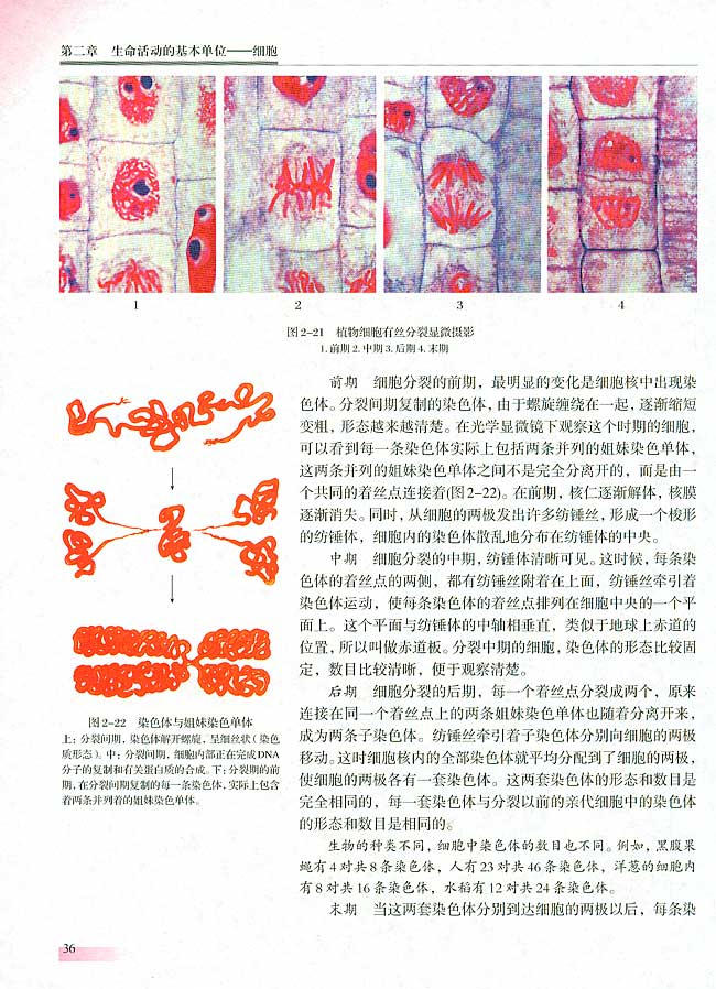 第二节 细胞增殖(第35页)