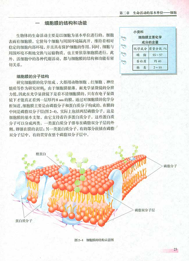 一 细胞膜的结构和功能(第22页)