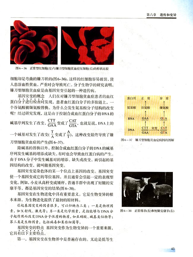 一 基因突变和基因重组(第43页)