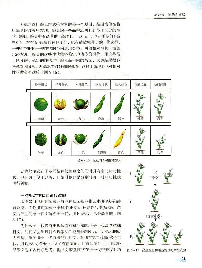一 基因的分离定律(第21页)