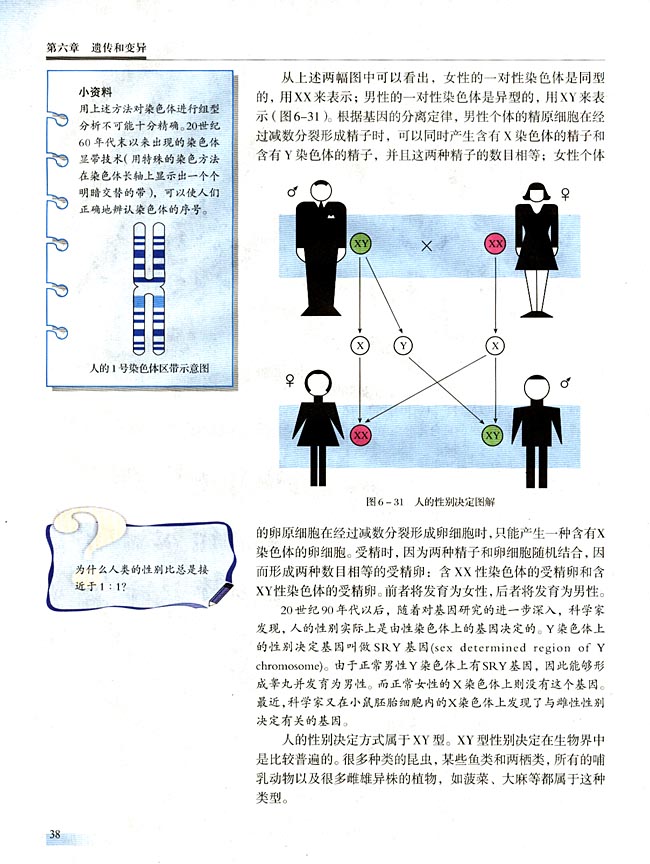 第三节 性别决定和伴性遗传(第38页)