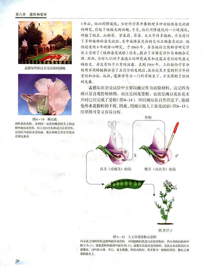 一 基因的分离定律(第20页)