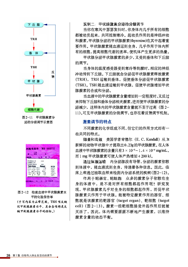 第2节 通过激素的调节(第28页)