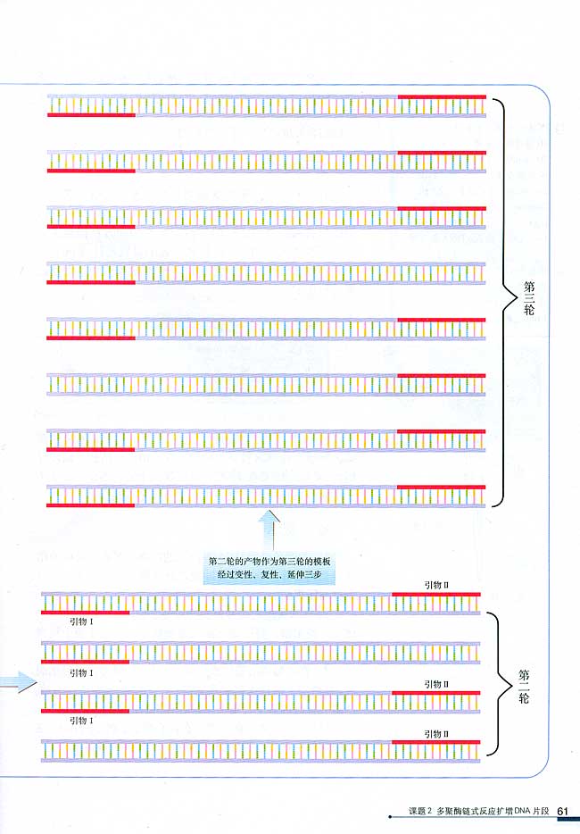 课题2 多聚酶链式反应扩增DNA片段(第61页)