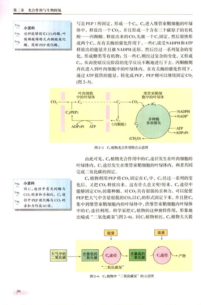 二 C3植物和C4植物(第30页)