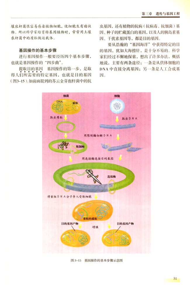一 基因工程的基本内容(第51页)