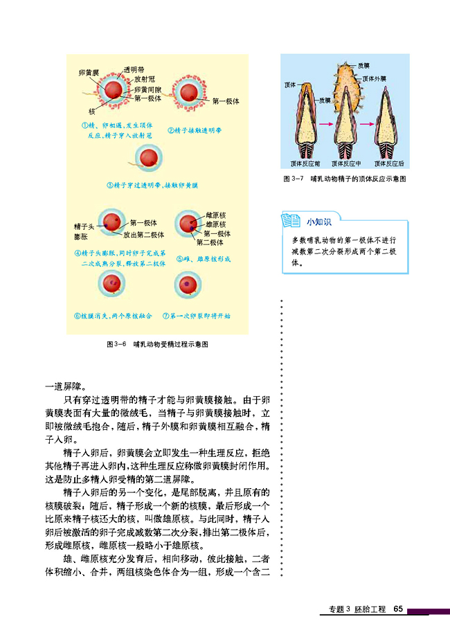 3.1 体内受精和早期胚胎发育(第65页)