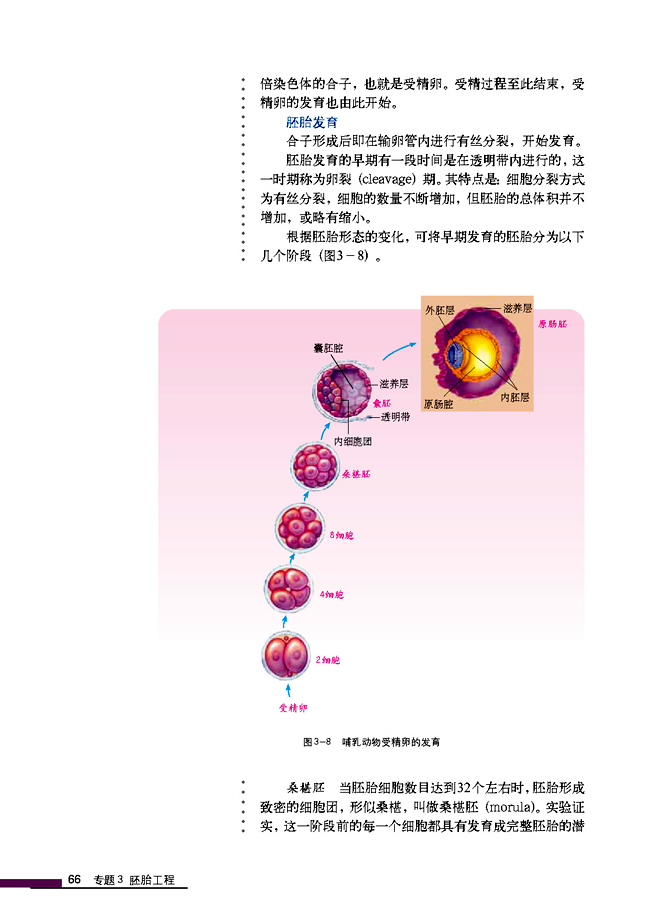 3.1 体内受精和早期胚胎发育(第66页)