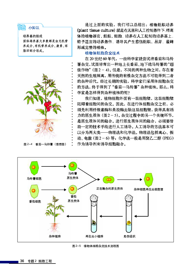 2.1 植物细胞工程 2.1.1 植物细胞工程的基本技术(第36页)