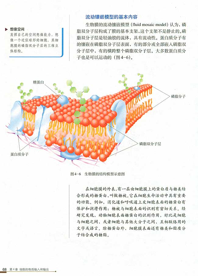 第2节 生物膜的流动镶嵌模型(第68页)