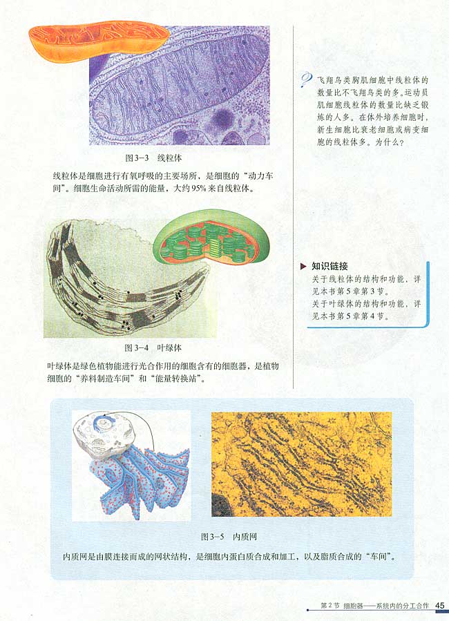第2节 细胞器──系统内的分工合作(第45页)