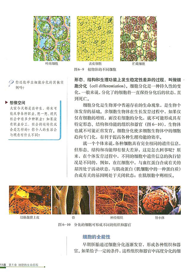 第2节 细胞的分化(第124页)