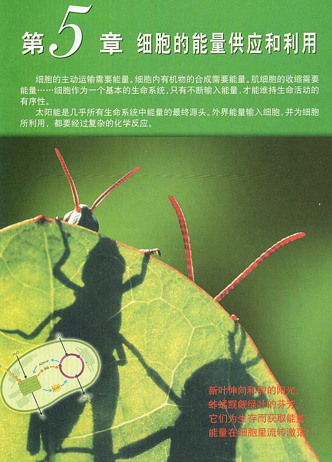 第5章 细胞的能量供应和利用(第77页)