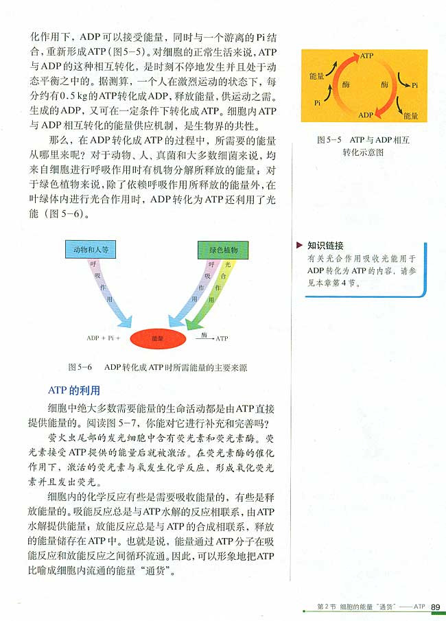 第2节 细胞的能量“通货”──ATP(第89页)
