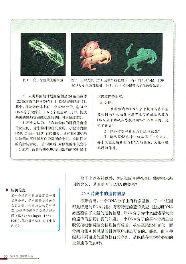 第4节 基因是有遗传效应的DNA片段(第56页)