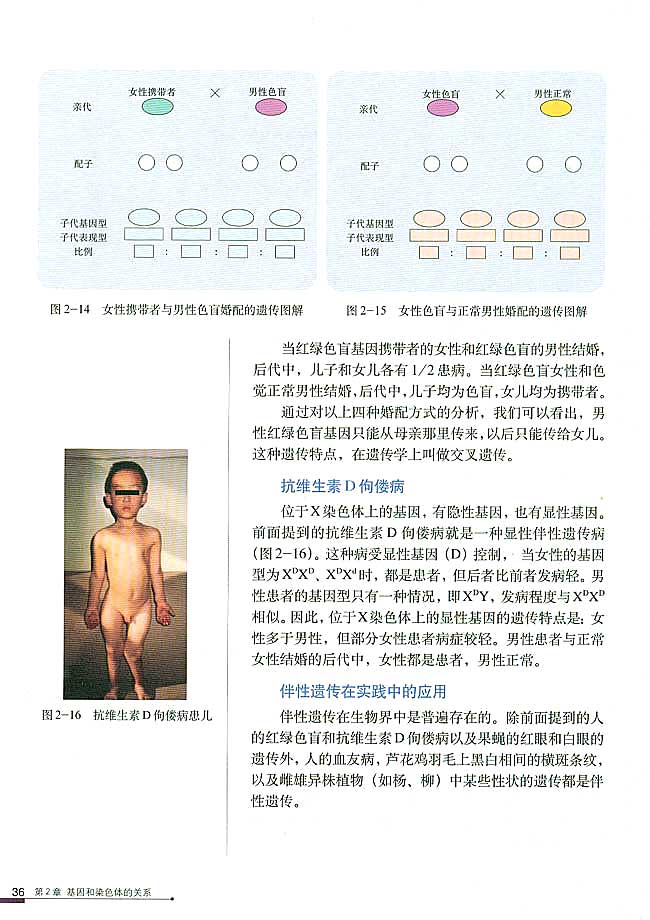 第3节 伴性遗传(第36页)