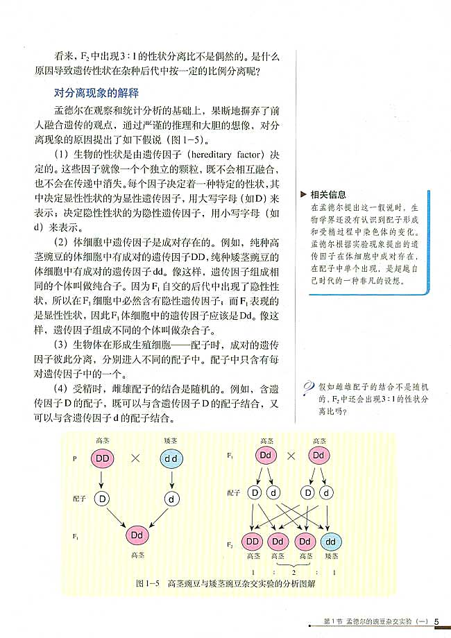 第1节 孟德尔的豌豆杂交实验（一）(第5页)