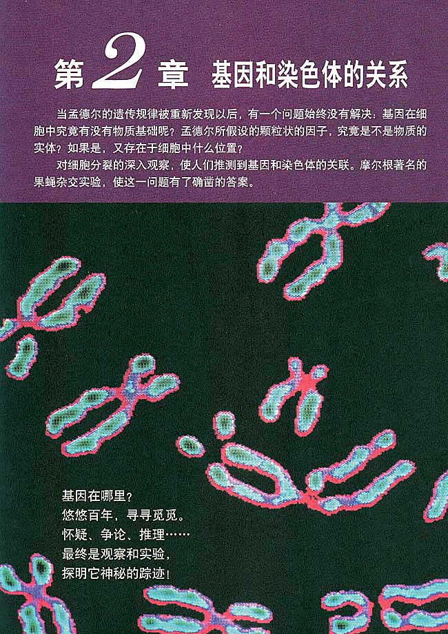 第2章 基因和染色体的关系(第15页)