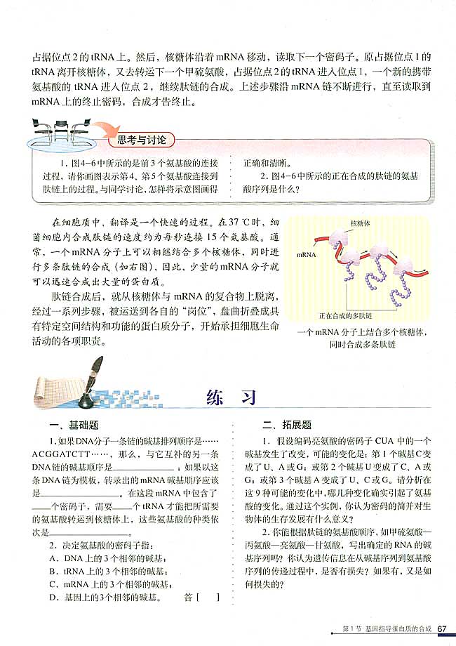 第1节 基因指导蛋白质的合成(第67页)