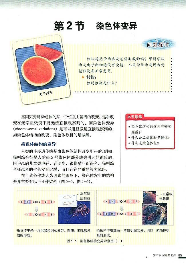 第2节 染色体变异(第85页)