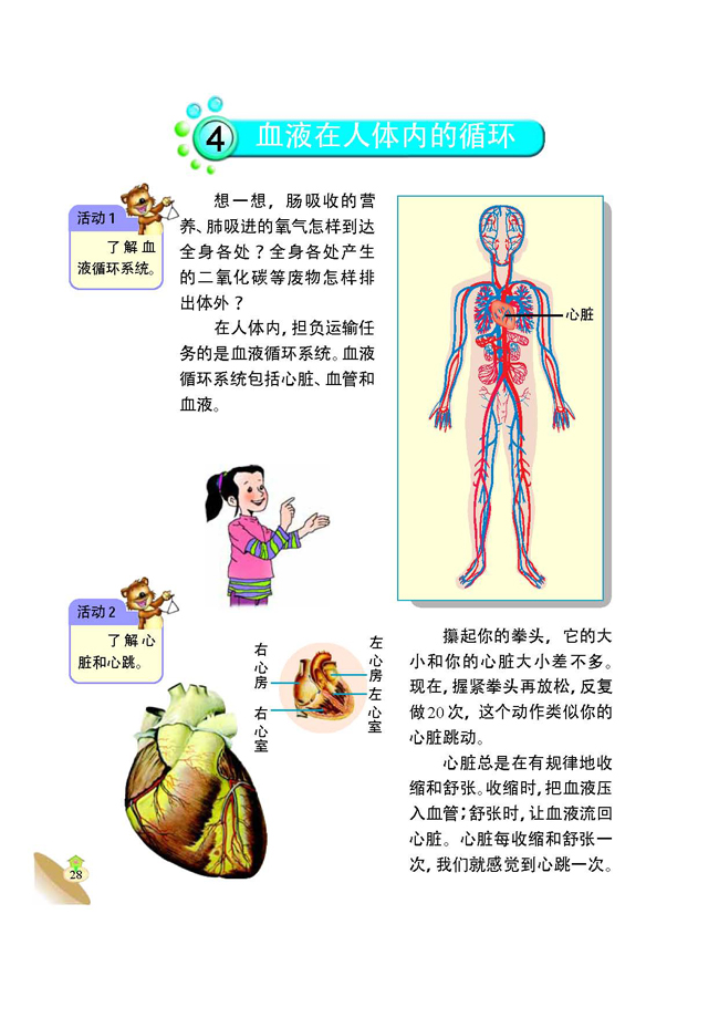 4 血液在人体内的循环(第28页)