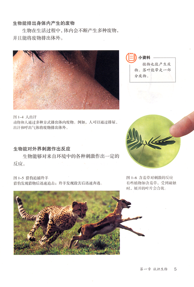 第一节 生物的特征(第4页)