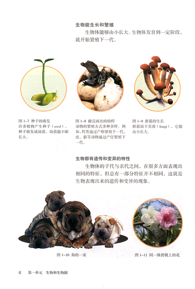 第一节 生物的特征(第5页)