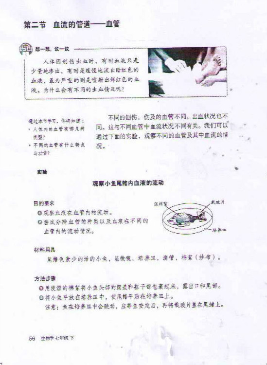 第二节 血流的管道──血管(第56页)
