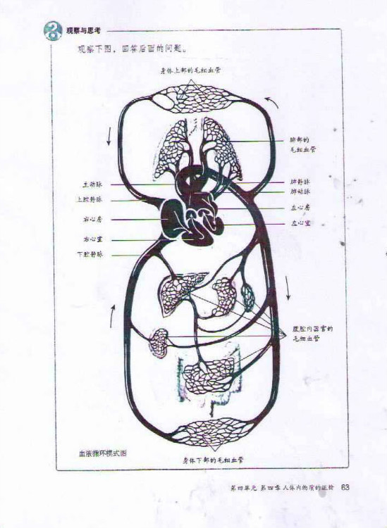 第三节 输送血液的泵──心脏(第63页)