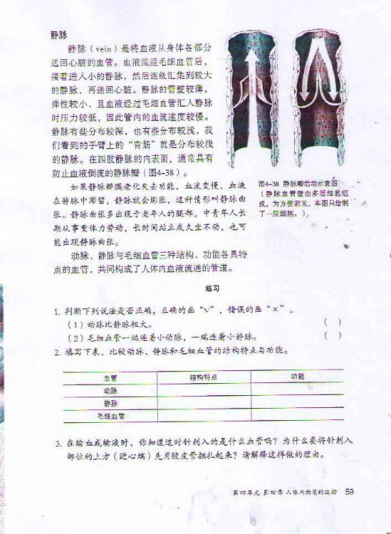 第二节 血流的管道──血管(第59页)