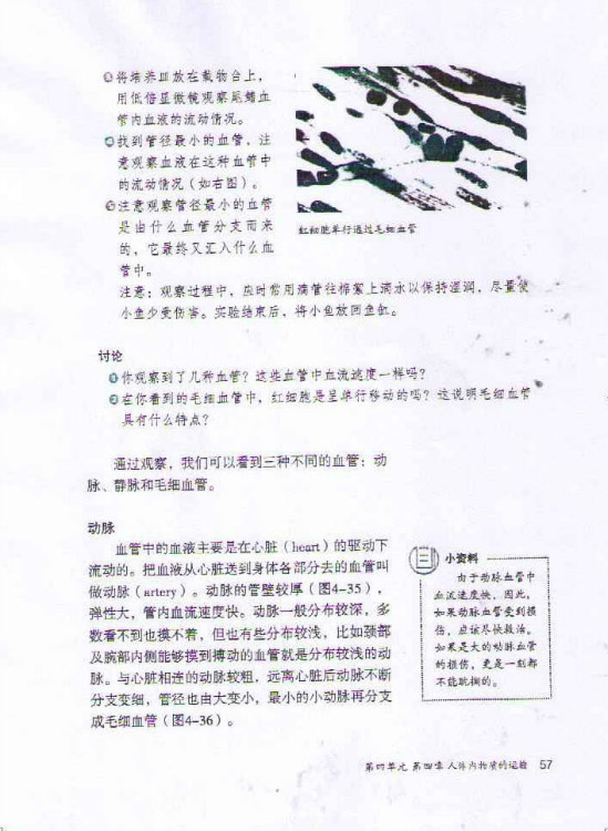 第二节 血流的管道──血管(第57页)