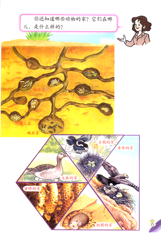 3 动物的家(第13页)