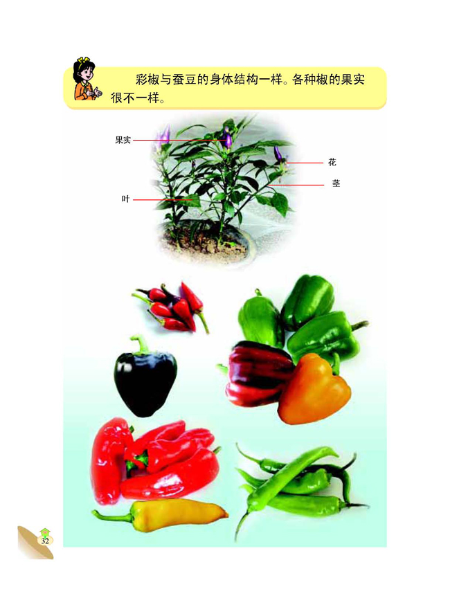 3 植物的身体(第32页)