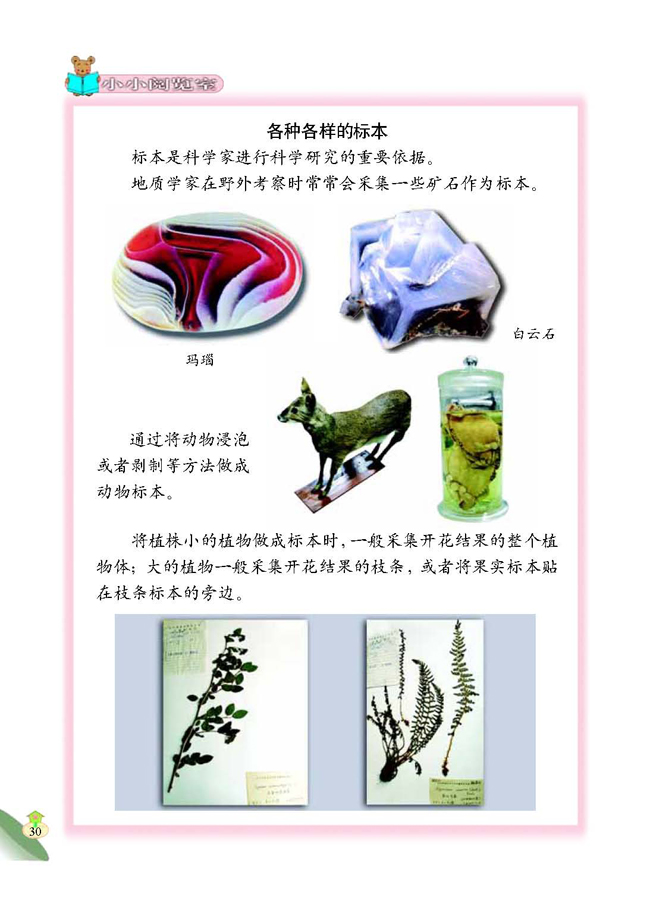 2 制作植物标本(第30页)