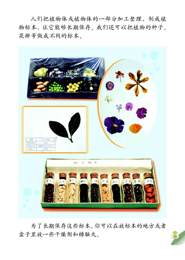 2 制作植物标本(第29页)