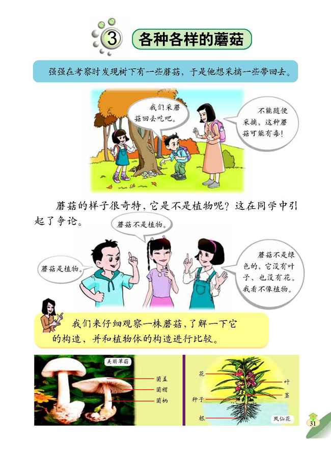 3 各种各样的蘑菇(第31页)