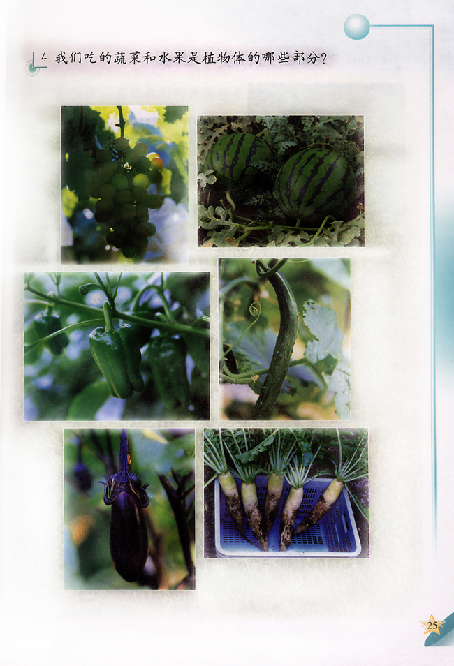 1 常吃的蔬菜和水果(第25页)