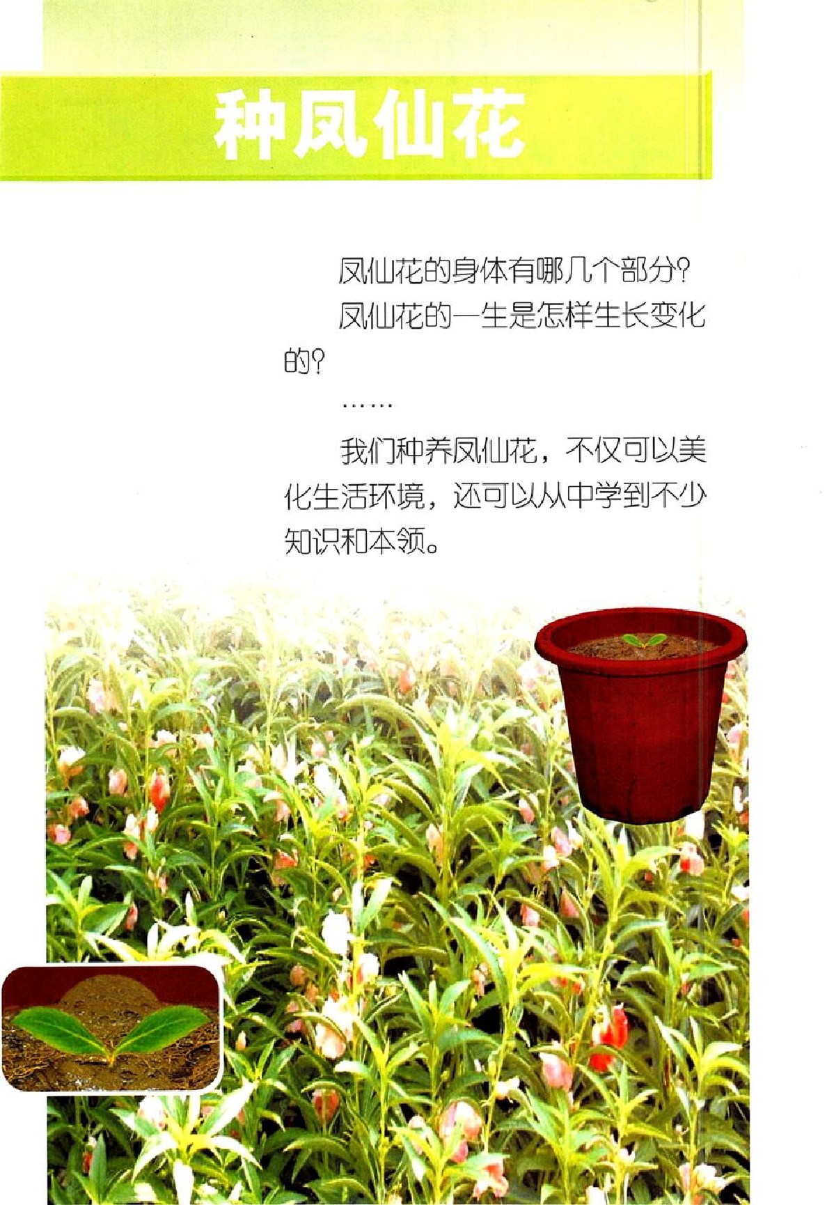 三年级科学下册
